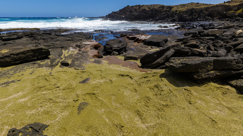 green sands near ocean