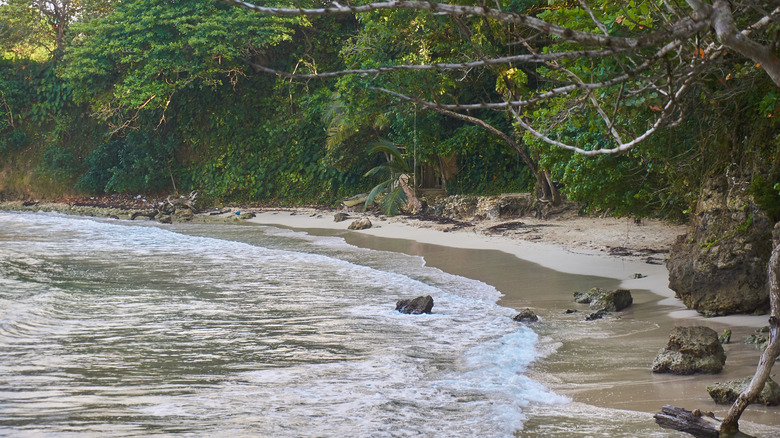 Boston Beach surrounded by trees