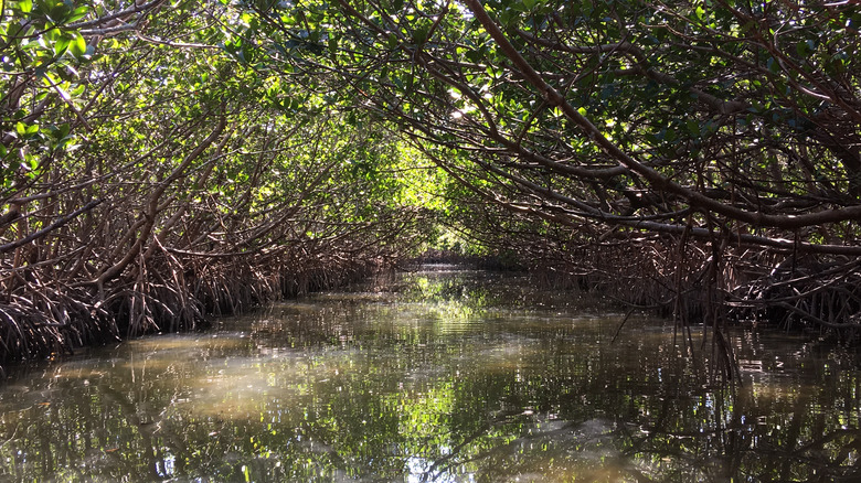 mangroves on Caladesi Island, Florida
