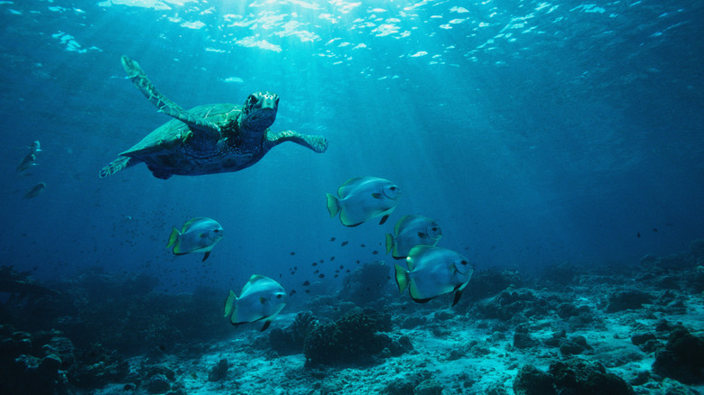 Under the water at Sipadan.