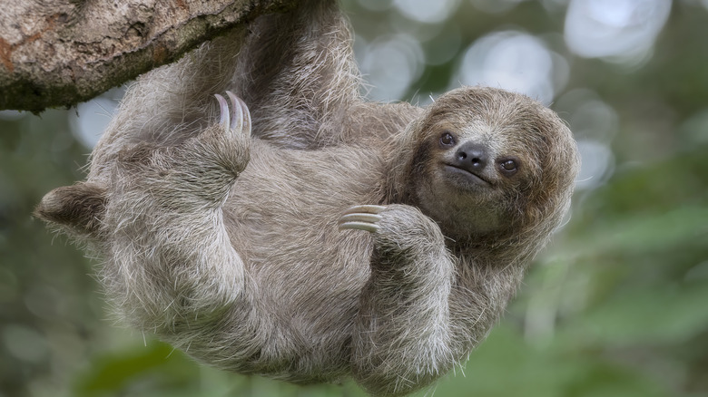 sloth hanging on tree branch