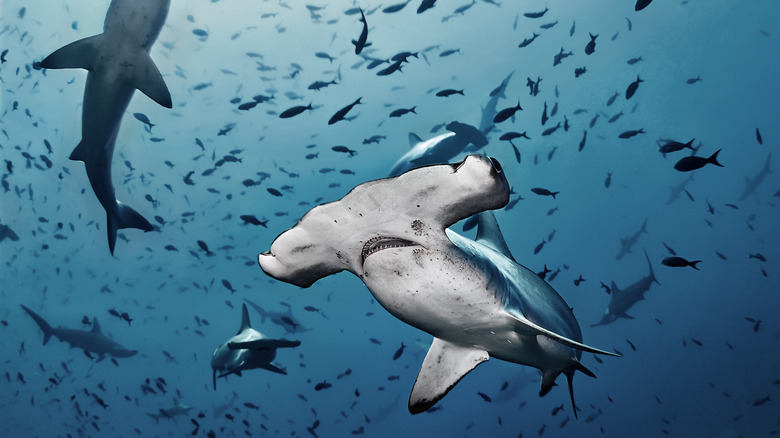 hammerhead sharks in ocean