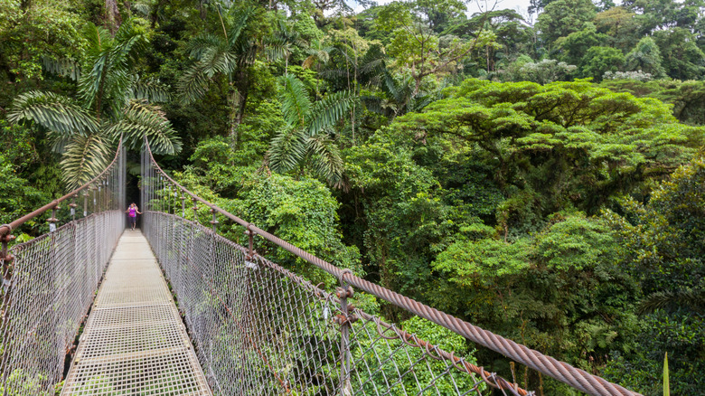 hanging bridge in Costa Rica park