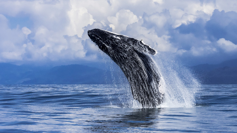 whale emerging from ocean