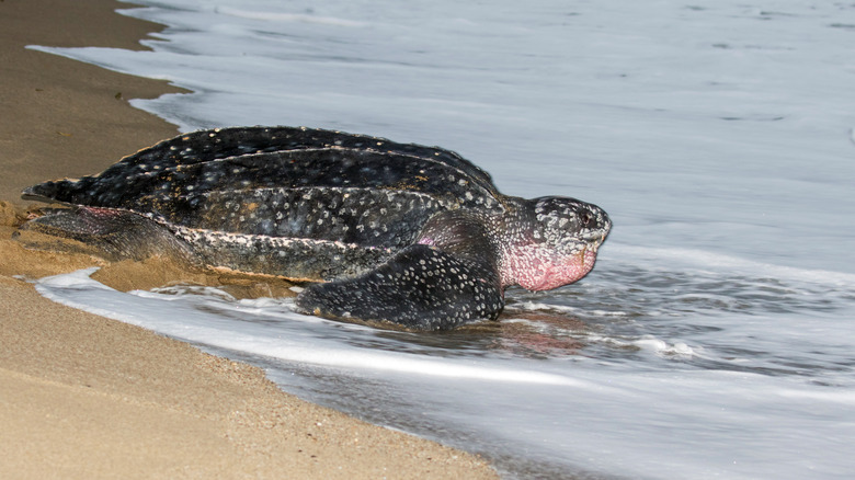 leatherback turtle on beach