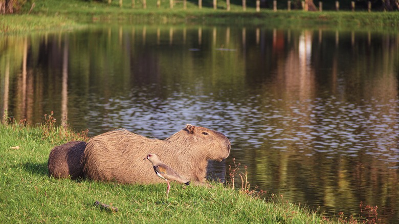 Capybara at Bosque da Barra