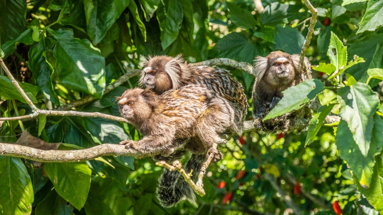 Monkeys on trail to Christ, Rio