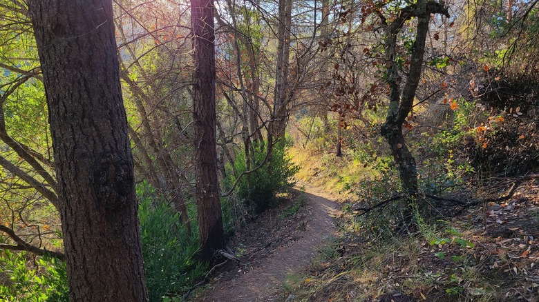 A trail in Bothe-Napa Valley State Park