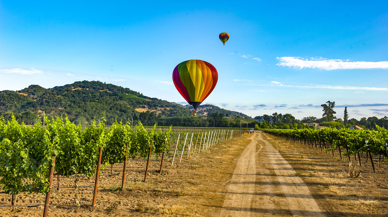 Hot air balloons above a vineyard