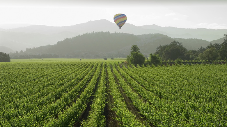 Hot air balloon over a vineyard