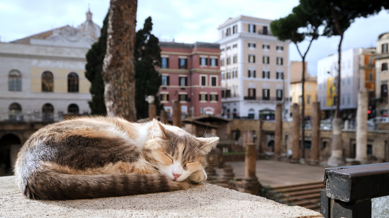 Cat sleeping near ruins of Torre Argentina, Rome