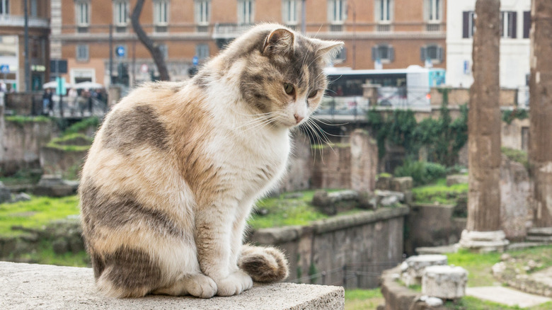 Cat near Torre Argentina, Rome