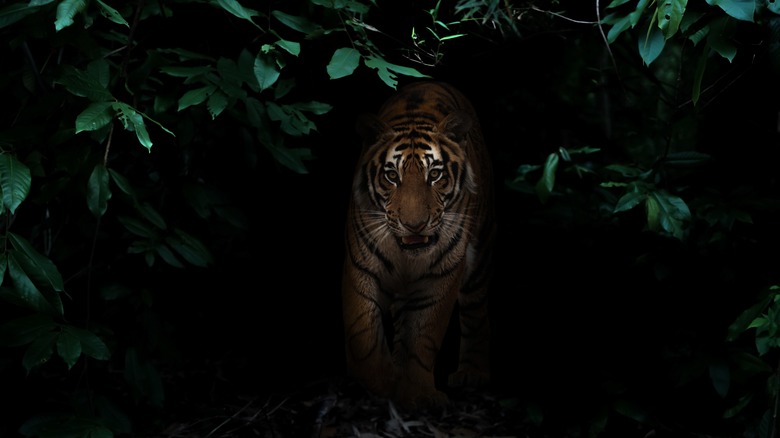 Tiger in the jungle at night