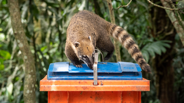 Coati racoon atop a trash can