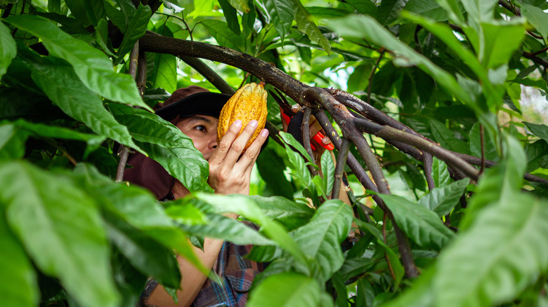 Man picking cocoa in the rainforest