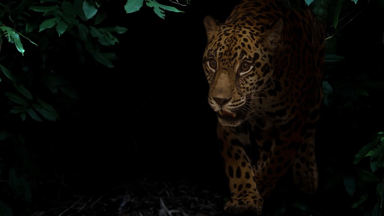 Jaguar in the rainforest