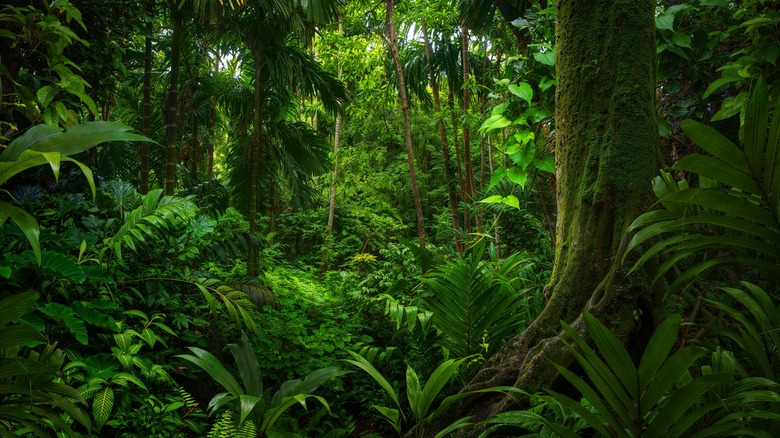 Trees in a tropical rainforest