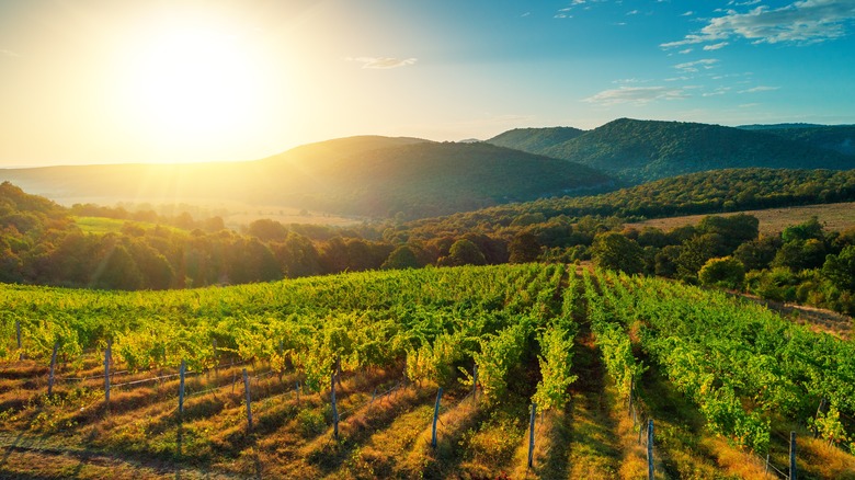 Vineyard in Tuscany