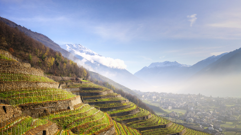 Hillside gardens in Valtellina