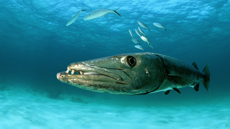 A barracuda swimming in the ocean.