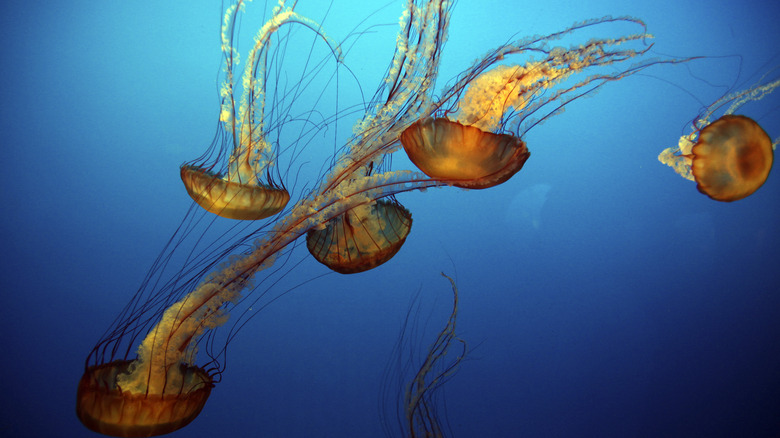 Box jellyfish swimming the sea.