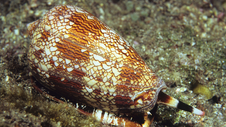 A cone snail sitting on a sea bed.