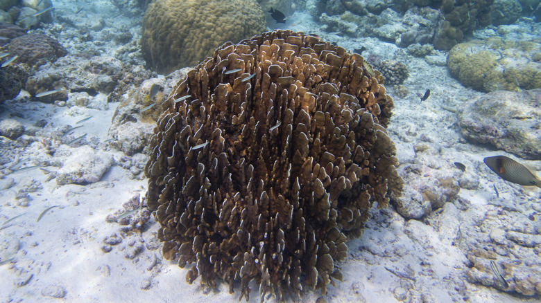 Fire coral underneath the sea.