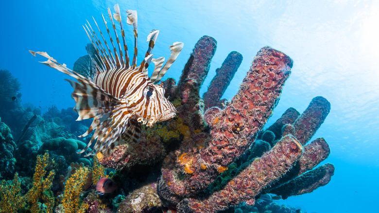 A photograph of a lionfish swimming near coral in the ocean.