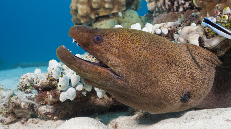 A Moray eel on the bottom of the ocean.