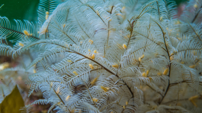 Stinging hydroids under the sea.