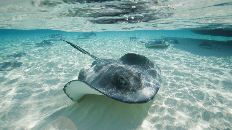 A stingray on the bottom of the ocean.