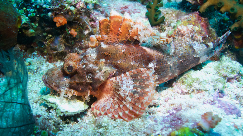 A stonefish on the sea bed.