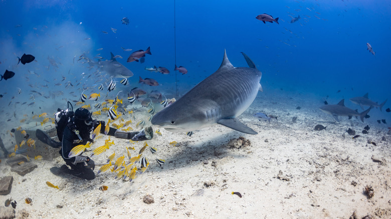 A diver with a tiger shark at the bottom of the ocean.