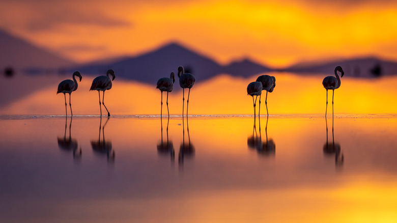 Flamingos reflection on surface of water