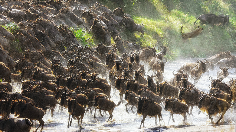 Wildebeest crossing a perilous river.