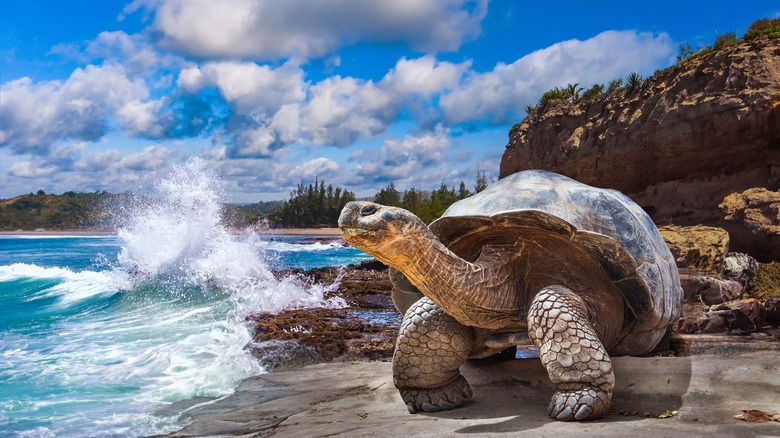 A giant tortoise at the Galapagos Islands