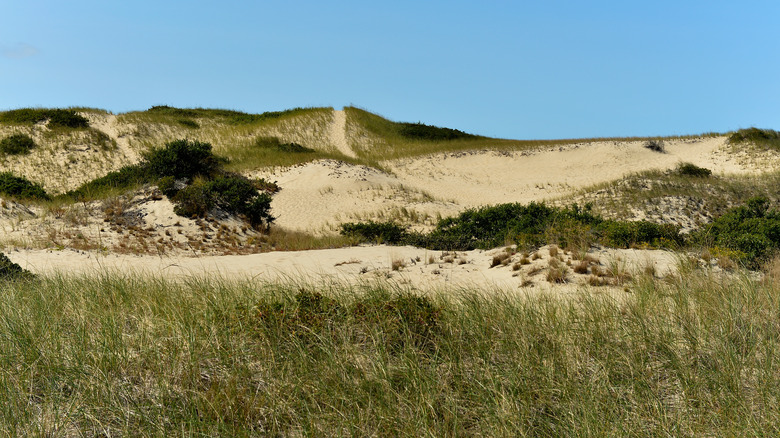 Sand dunes and beach grass, Provincetown, MA