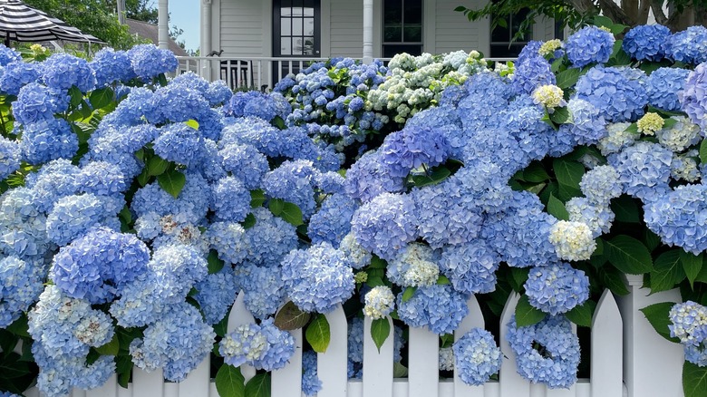 Hydrangea garden, Cape Cod