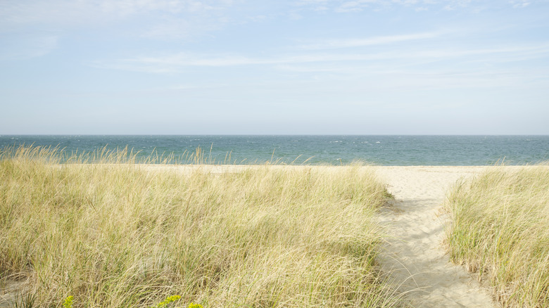 Beaches on Cape Cod