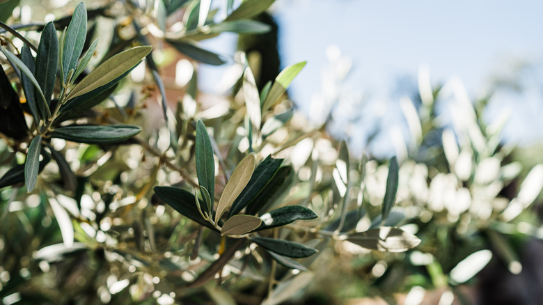 Close up of olive trees