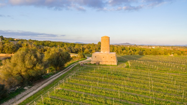 A vineyard in Mallorca