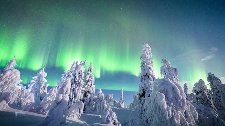 Aurora borealis over snow-covered trees