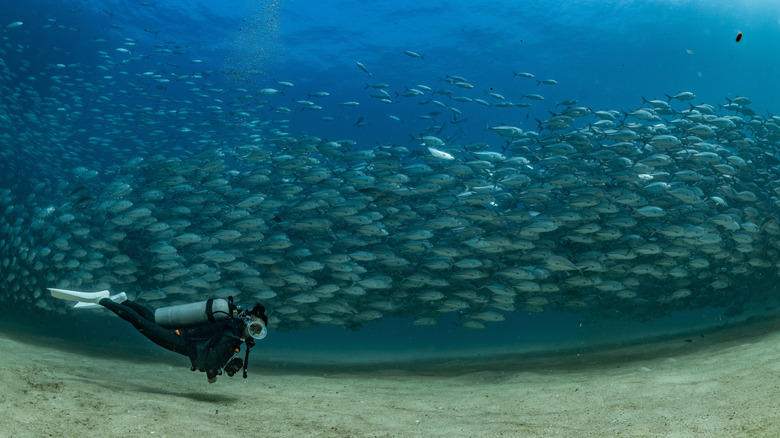 A scuba diver in Cabo Pulmo