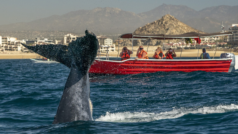 Humpback whale in front of a boat of tourists