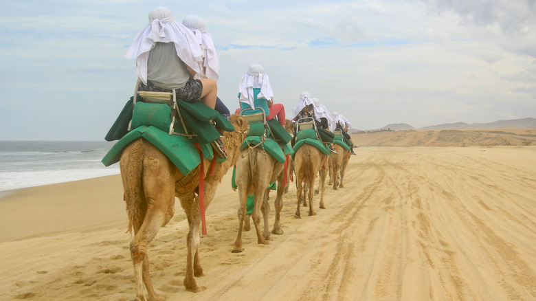 People riding camels on a beach