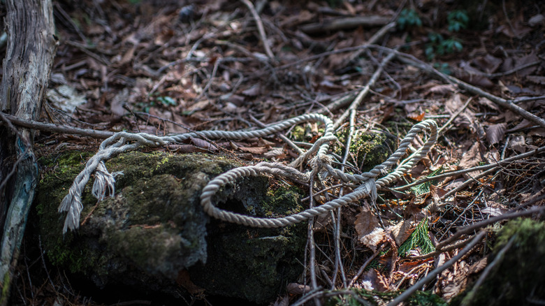 A discarded rope on the floor of Japan's Aokigahara forest.