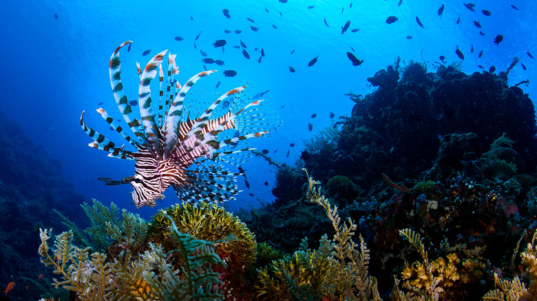 Reef in Bunaken National Park