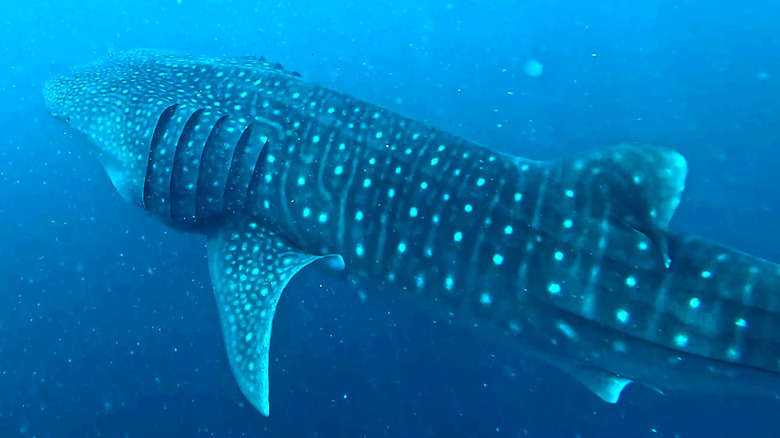 Whale shark in the Maldives