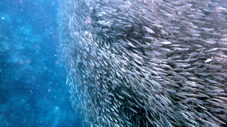 Sardine run at Moalboal, Philippines