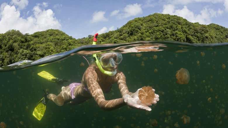 Jellyfish Lake in Palau